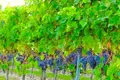 EXCLUSIVE OFFER FOR INVESTORS!  5★ Boutique Hotel with Private Winery in Catalonia, Spain — €15.5 million