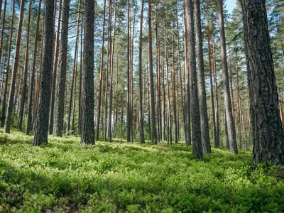 Wieś domków Ucastki v Grecuhino