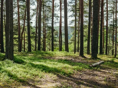 Wieś domków Ucastki v Grecuhino