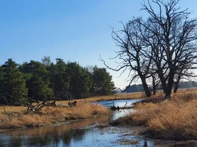Wieś domków Domy przy lesie - Radzewo